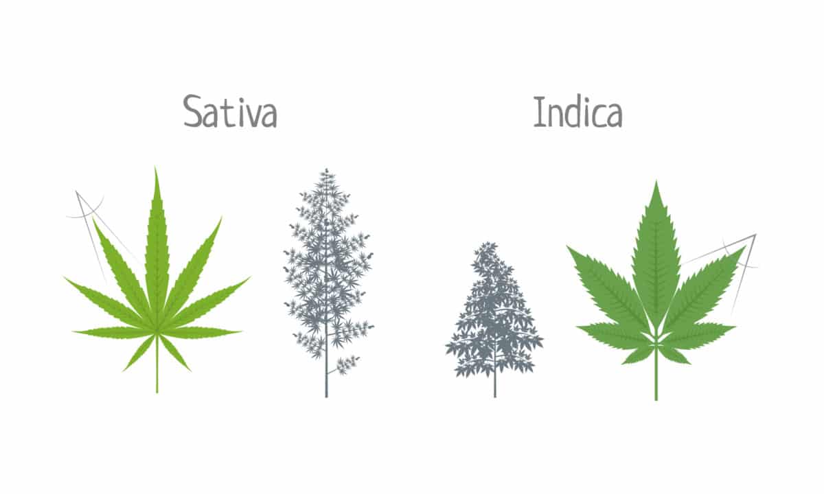 indica and sativa difference