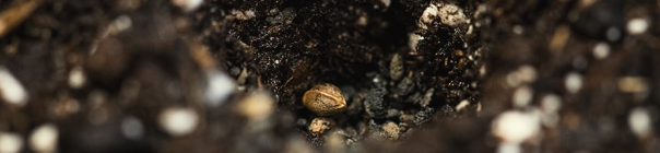 How to plant cannabis seeds