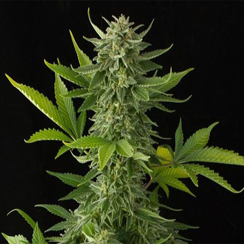 Сорт марихуаны moby dick как растить на гидропонике коноплю
