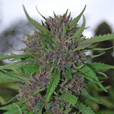 покупка семян марихуаны законно