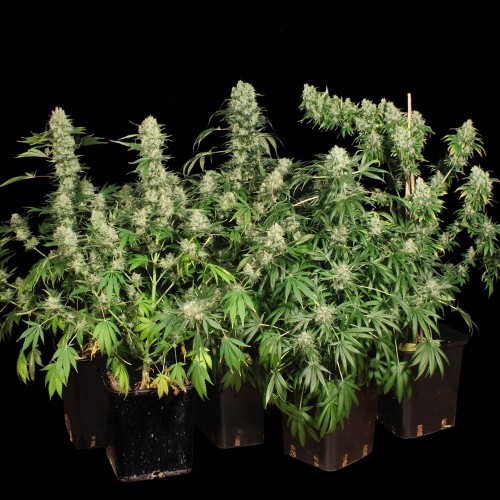 Семя конопляное ак 47 как правильно собрать урожай марихуаны