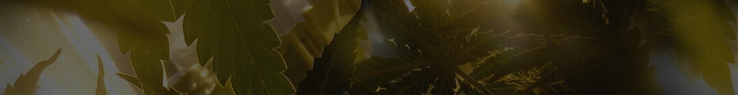 купить семена конопли