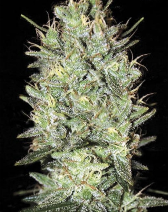 Fem-amnesia-haze_enl.jpg