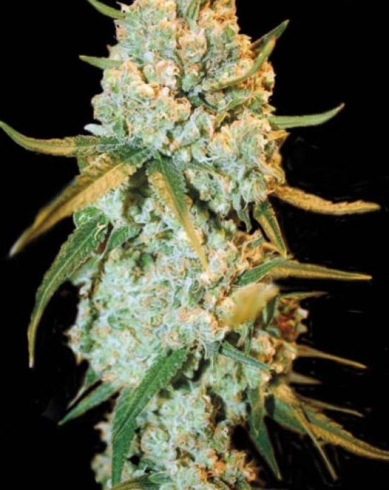 Fem-super-silver-haze_enl.jpg