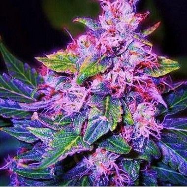 blueberry-auto-seeds_enl.jpg