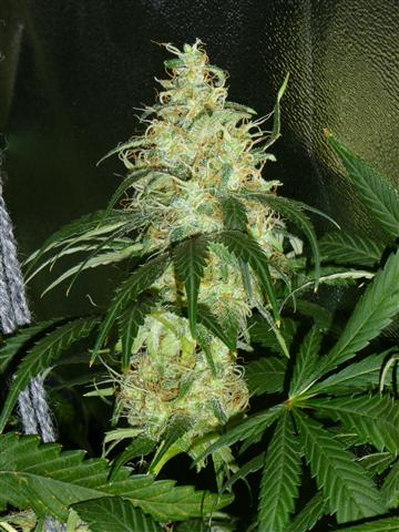 Семена марихуаны закон рф мосты тор браузер hidra