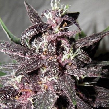 purple-glam-kush-feminised_enl.jpg