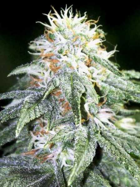 bazooka bubble gum strain