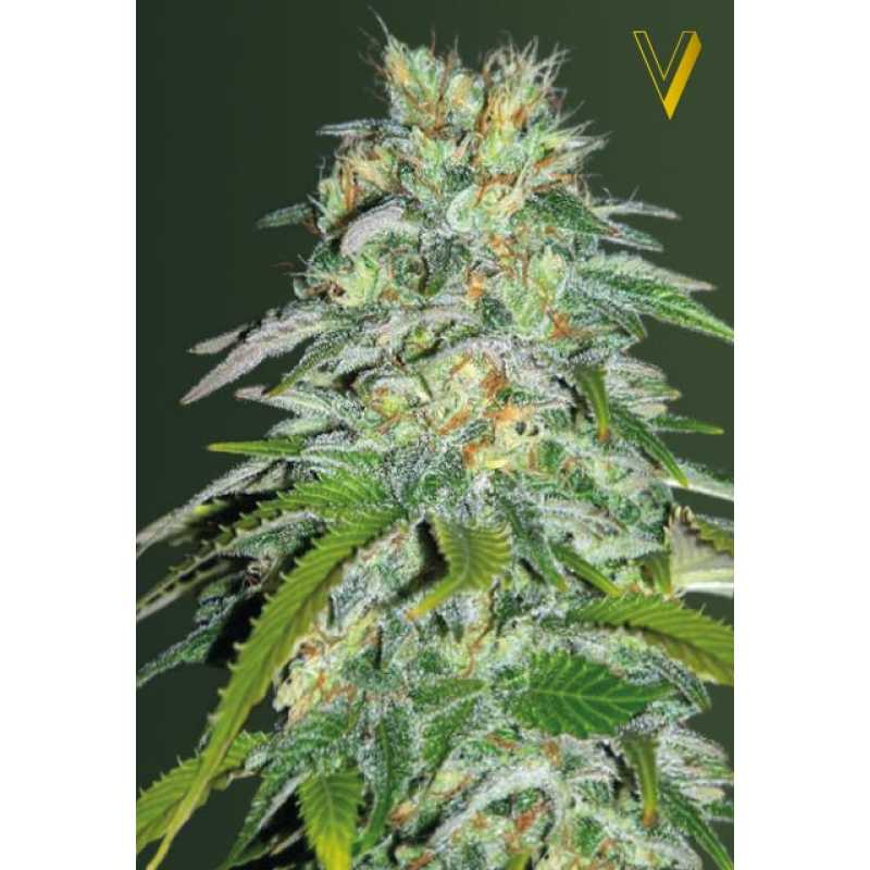 victory-seeds-auto-cheese-feminised_enl.