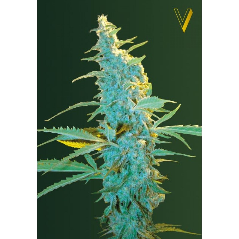 victory-seeds-ultra-power-plant-feminise